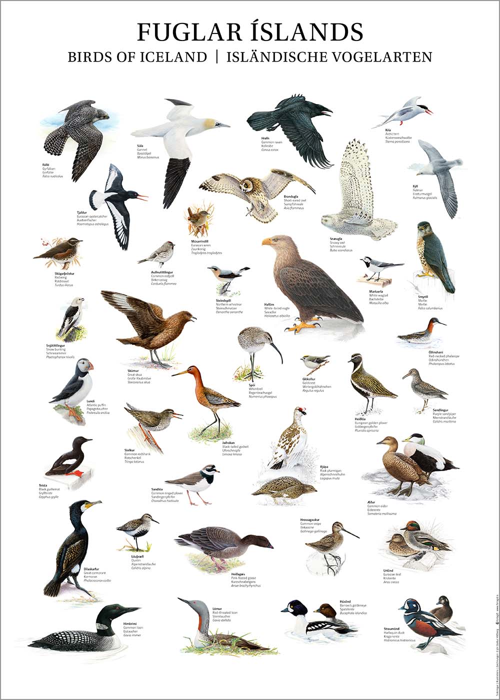Veggspjald - fuglar Íslands