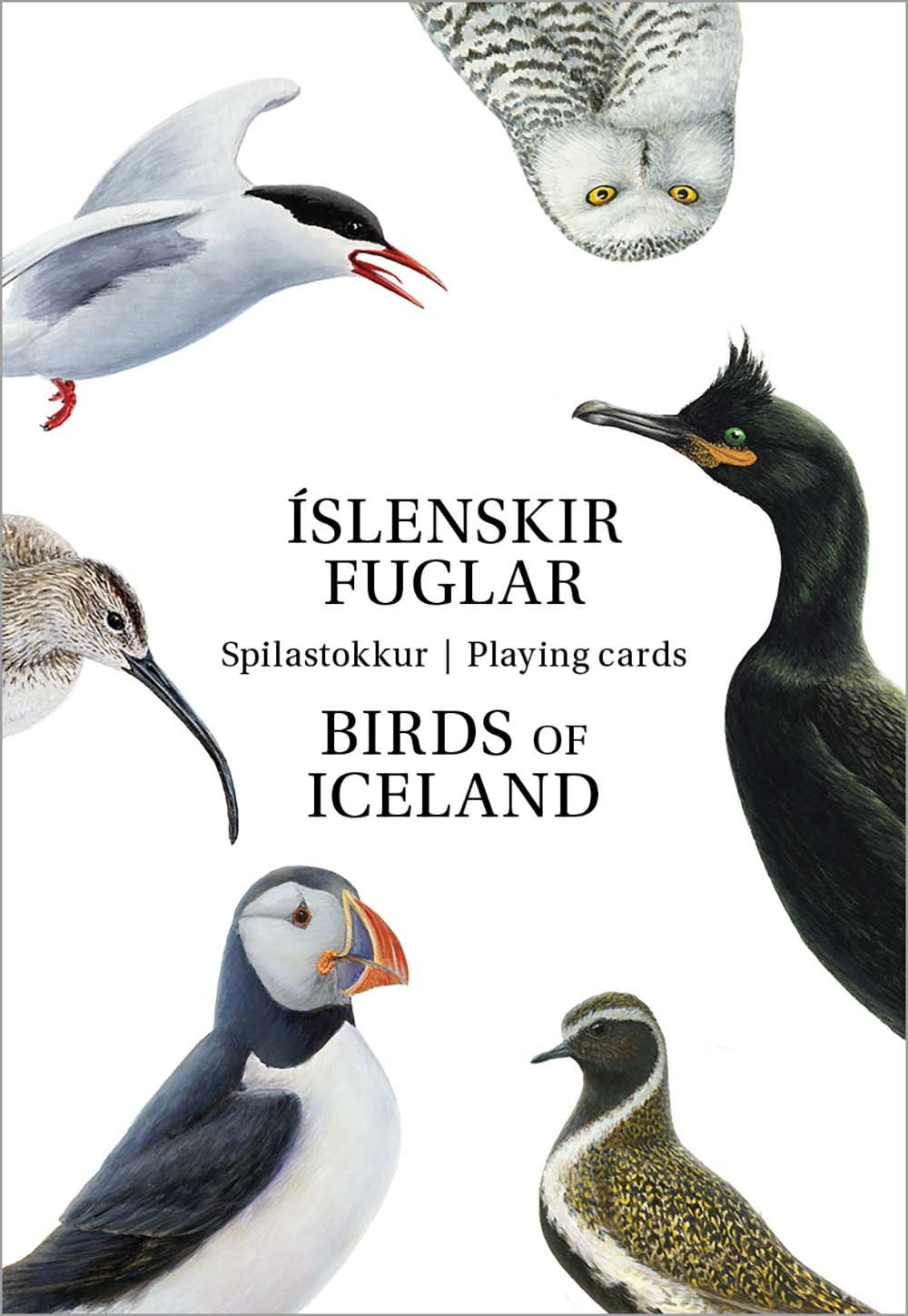 Spilastokkur Íslenskir fuglar